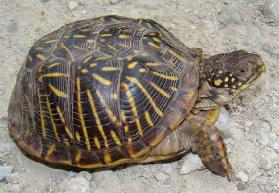 北部锦箱龟智商咋样?答案你想不到~ 北部锦箱龟智商咋样?答案你想不到~