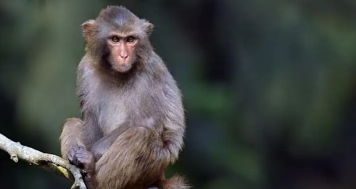 话说，明打威猕猴外形有哪些特征？