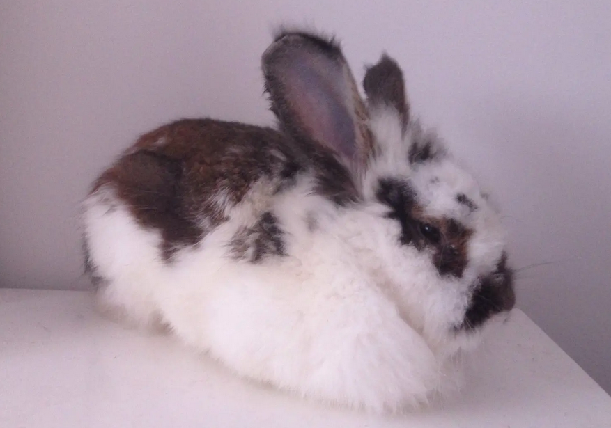 想知道海棠兔多少钱一只？那就来看看吧！