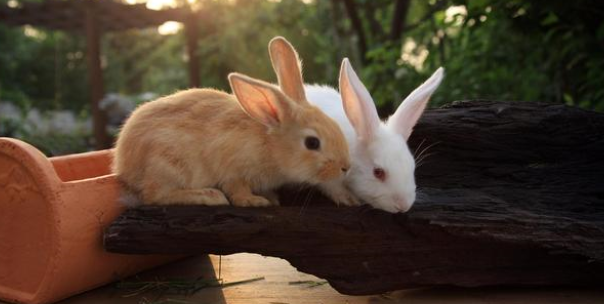 兔粮推荐哪种好 兔粮推荐哪种好