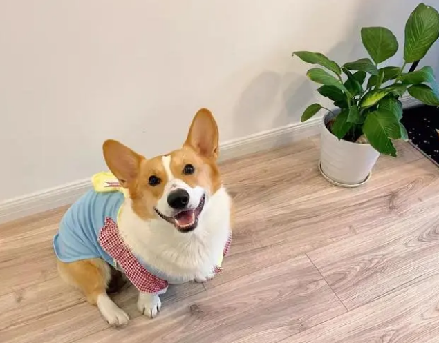 给宠物做衣服，一件卖199元，一个月销售额六万