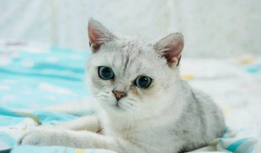 银渐层猫怎么样挑选？买之前来这看看