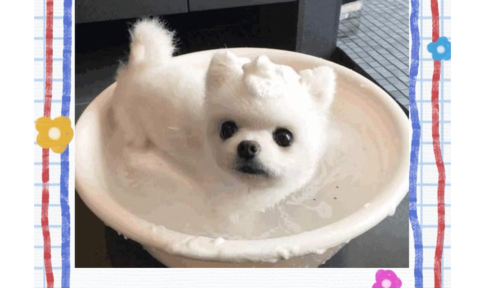 修狗勾毛发飘逸柔顺的秘密--沐森堂洗护系列