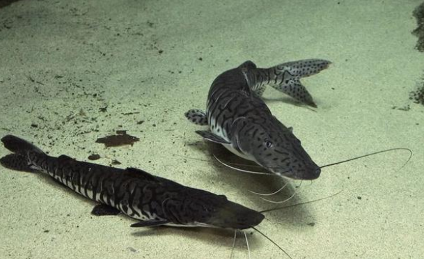 虎鲶生病用什么药?用对方法才是关键 虎鲶生病用什么药?用对方法才是关键