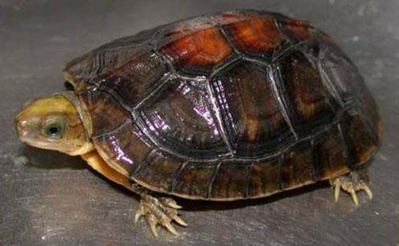 金头闭壳龟价格是多少，来看看吧~