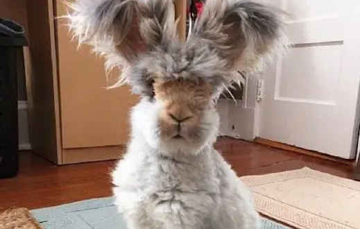 每日一问：安哥拉兔由何得名