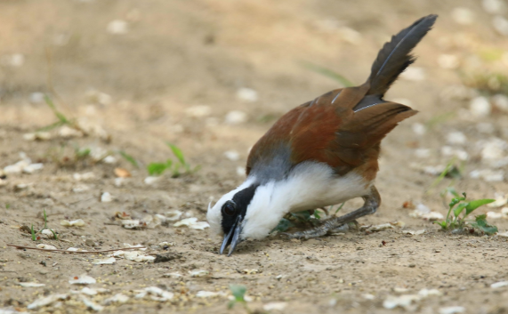 白冠噪鹛公母叫声的区别?您听出来了吗 白冠噪鹛公母叫声的区别?您听出来了吗