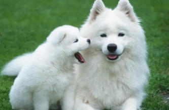 一篇文章告诉你，狗狗坐飞机需要什么手续！