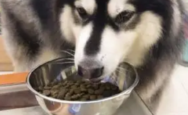 吃什么提高狗狗免疫力？可以试试这些