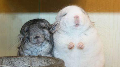 龙猫单养还是双养？看完你就知道了