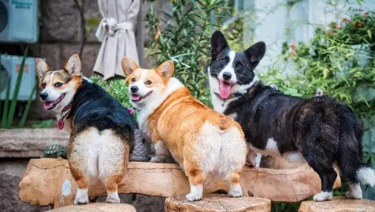 柯基几个月开始脸变宽？感兴趣的朋友可以了解一下！