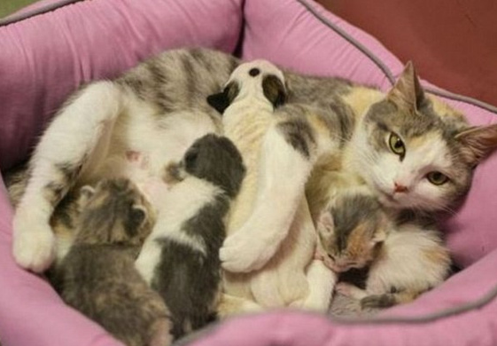 不清楚猫能生几只小猫？