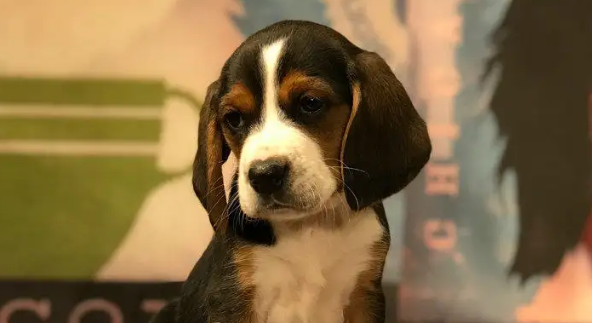 比格犬的优缺点是什么？有人知道不？