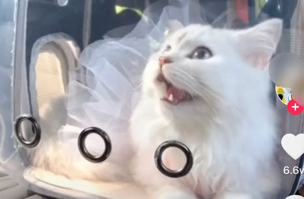 为了好看买的网红猫包，根本就是猫的“隐形杀手”！