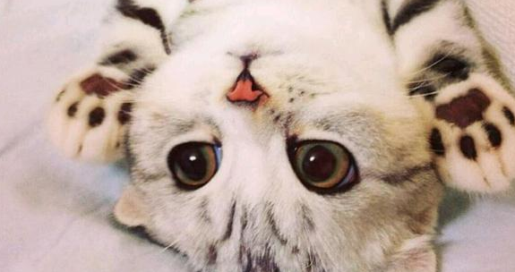 小儿感冒药：犬猫吃了会死？