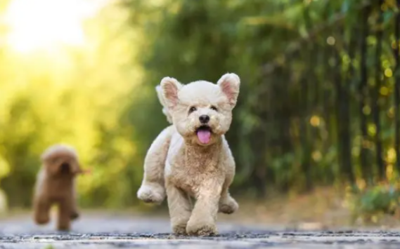 原本棕色的泰迪毛色变白？到底是怎么回事