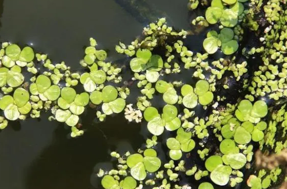 饲养观赏鱼养这5种水草，错不了