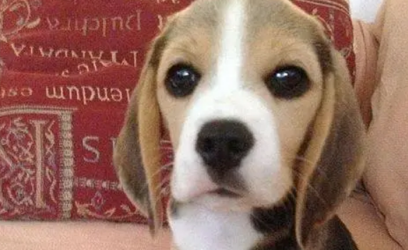 怎么给狗狗做体外驱虫?以及用什么药? 怎么给狗狗做体外驱虫?以及用什么药?