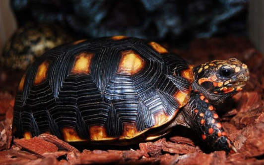 樱桃红腿陆龟和黄缘能混养吗？很多人都想错了