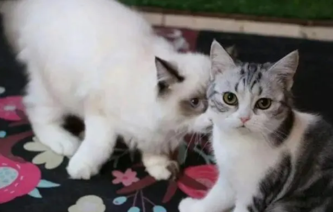 什么颜色的猫砂最好？铲屎官可别弄错了！