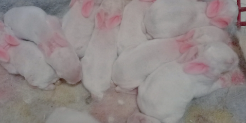 兔子生了小兔子怎么护理?小编告诉你 兔子生了小兔子怎么护理?小编告诉你