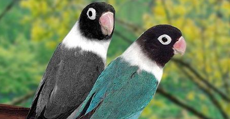 面罩情侣鹦鹉嘴巴有黑点吗？来了解一下