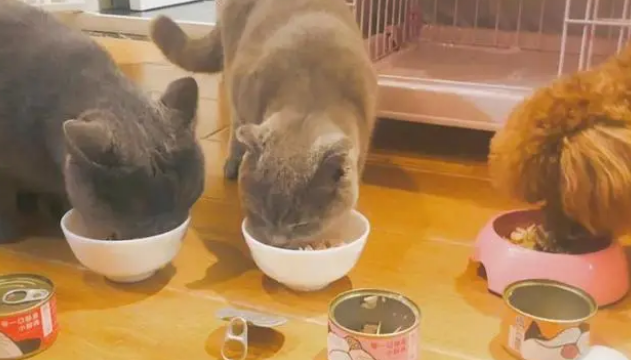 猫罐头和猫粮可以混吃吗？来看看吧