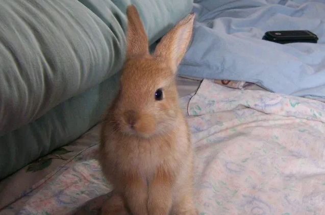 太行山兔平均体重多少？不清楚的来这看看