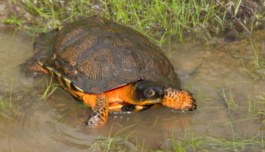 木雕水龟饲养环境是什么样的?来了解一下 木雕水龟饲养环境是什么样的?来了解一下