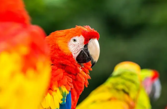 红肩金刚鹦鹉是保护动物吗？这篇文章有答案