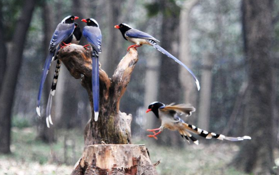 红嘴蓝鹊寿命长吗，看看这里就知道了
