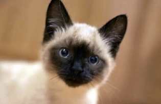 暹罗猫叫声难听吗?看完你就知道了! 暹罗猫叫声难听吗?看完你就知道了!