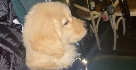 盘点智商高的狗，你家的狗在榜上吗？