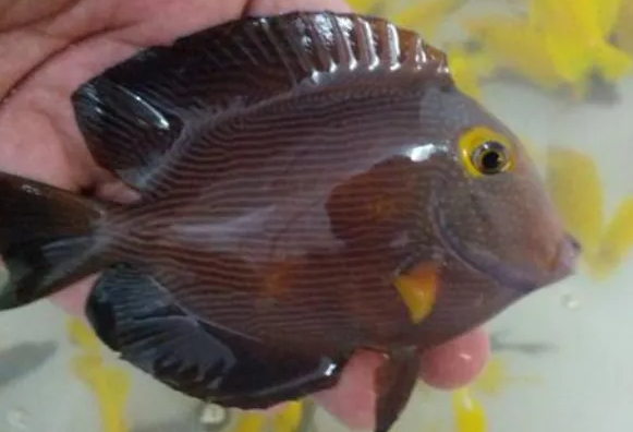 鱼以食为天，黄眼吊喜欢吃什么？看这篇文章你就知道了