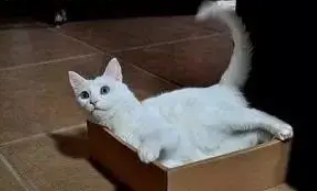 猫咪每次用完厕所后都将猫砂带出，搞得很脏乱，教你几招轻松解决