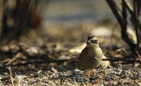 颜值在线的棕臀林莺，价格是不是很贵？值不值钱？