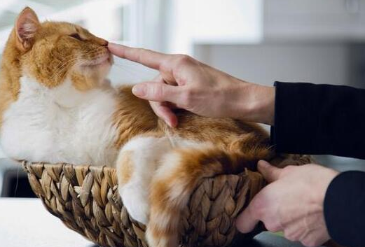 猫咪会等多久主人？要注意了