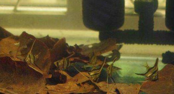 鱼缸水质不好咋办？传你绝招：调节鱼缸水质酸碱度的两样“法宝”