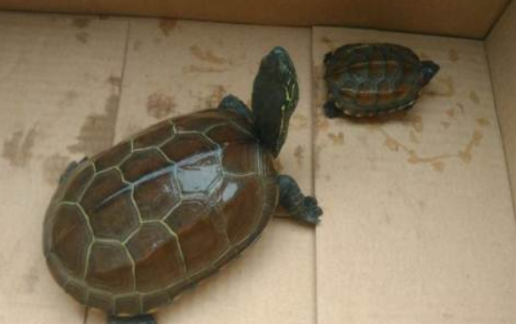 草龟一公一母养打架吗？主要看性格