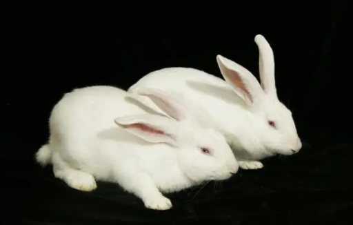 饲养须知：大耳白兔能吃苹果吗？