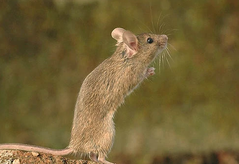 鼷鼠生病怎么办?各位宠主别担心,这就让你的主子远离疾病苦恼 鼷鼠生病怎么办?各位宠主别担心,这就让你的主子远离疾病苦恼