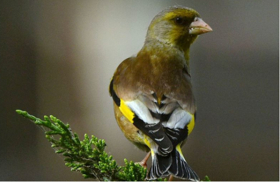 黄雀和金翅雀能不能杂交？感兴趣的可以了解一下～