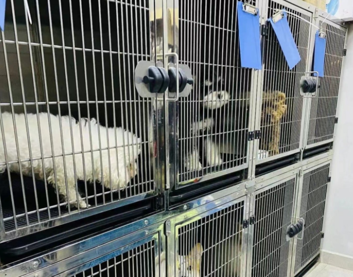 春节宠物寄养大热，商家赚到钱了吗？