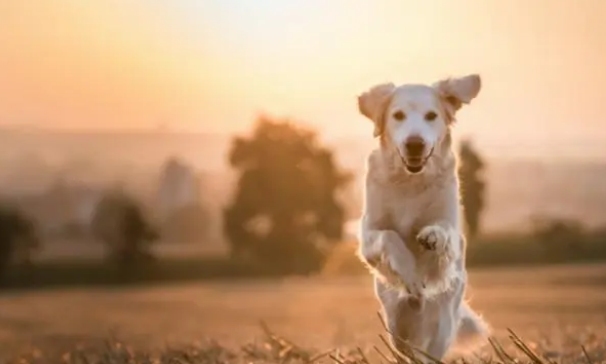 狗狗多久吃一次钙片