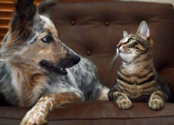 每日一问:猫为什么不如狗通人性? 每日一问:猫为什么不如狗通人性?