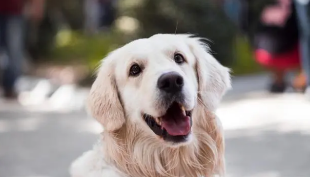 狗狗换粮小知识，七日换粮法了解一下