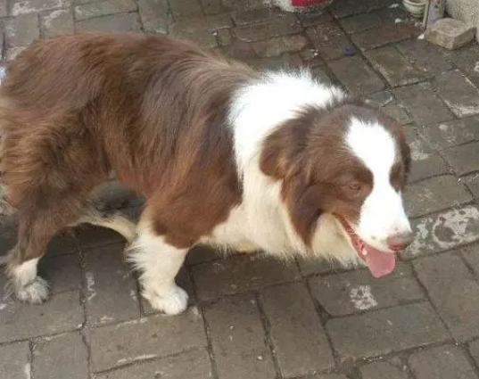 边牧家养好还是散养好？更适合家养