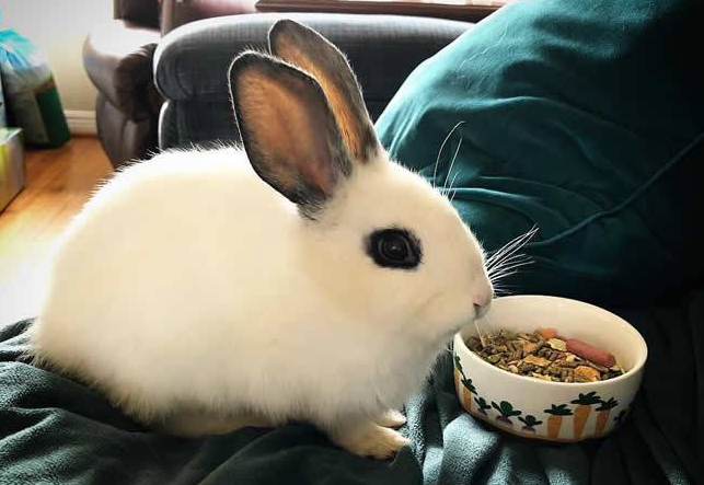 海棠兔繁殖 海棠兔繁殖方式