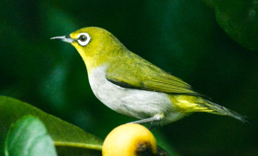 绣眼鸟怎么繁殖？这些技巧要掌握