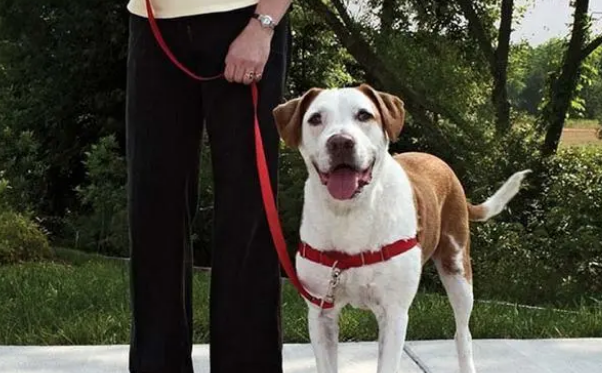 胸背带比项圈安全，最好按狗的情况买，不然只会更伤狗！